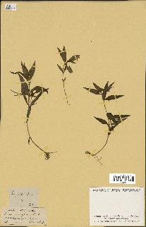 spécimen de Vinca herbacea