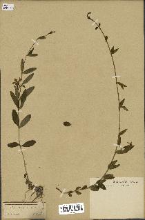 spécimen de Vinca herbacea