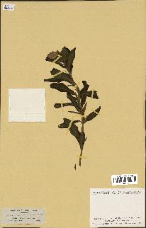 spécimen de Vinca herbacea