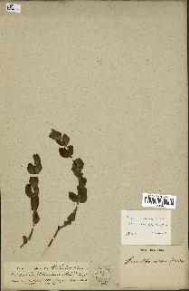 spécimen de Vinca herbacea