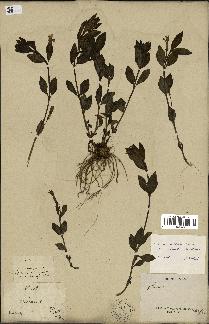 spécimen de Vinca herbacea