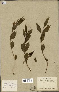 spécimen de Vinca herbacea