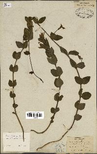 spécimen de Vinca herbacea
