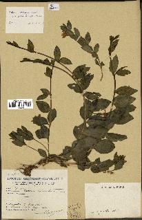spécimen de Vinca herbacea
