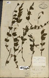 spécimen de Vinca herbacea