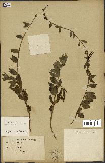 spécimen de Vinca herbacea