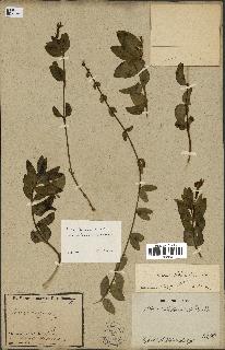 spécimen de Vinca herbacea