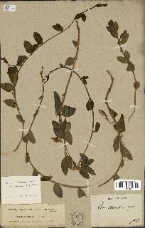 spécimen de Vinca herbacea