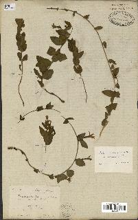 spécimen de Vinca herbacea