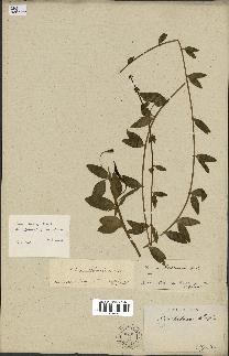 spécimen de Vinca herbacea