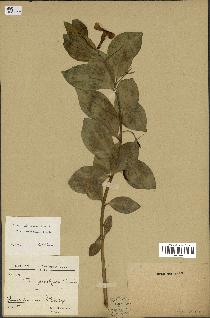 spécimen de Vinca herbacea