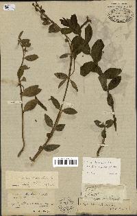 spécimen de Vinca herbacea