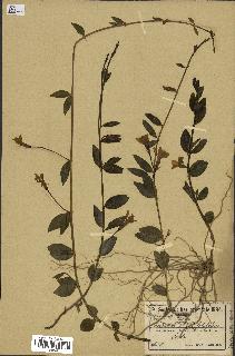 spécimen de Vinca herbacea