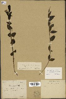 spécimen de Vinca herbacea