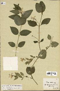 spécimen de Vinca difformis