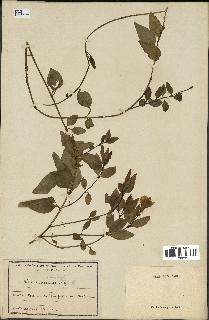 spécimen de Vinca difformis