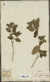 spécimen de Vinca difformis