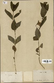 spécimen de Vinca difformis