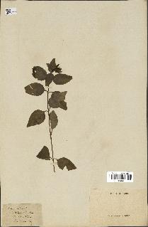 spécimen de Vinca difformis