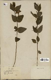 spécimen de Vinca difformis