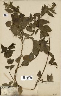 spécimen de Vinca difformis