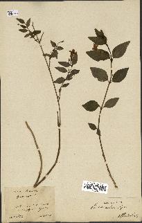spécimen de Vinca difformis