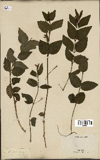 spécimen de Vinca difformis