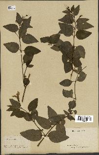 spécimen de Vinca difformis