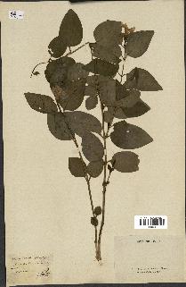 spécimen de Vinca difformis