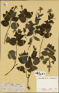 spécimen de Vinca difformis