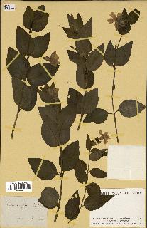 spécimen de Vinca difformis