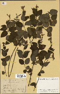 spécimen de Vinca difformis