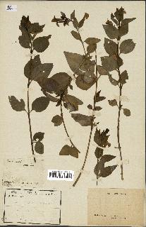 spécimen de Vinca difformis