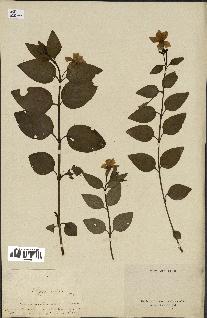 spécimen de Vinca difformis