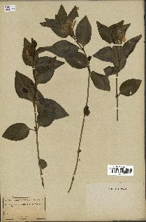 spécimen de Vinca difformis