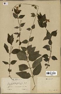 spécimen de Vinca difformis
