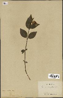spécimen de Vinca difformis