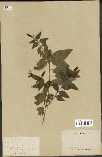 spécimen de Vinca difformis