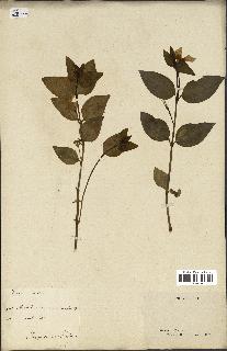 spécimen de Vinca difformis