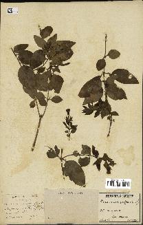 spécimen de Vinca difformis