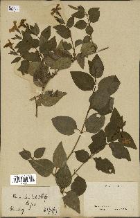 spécimen de Vinca difformis