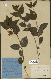 spécimen de Vinca difformis