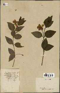 spécimen de Vinca difformis