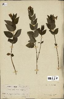 spécimen de Vinca difformis