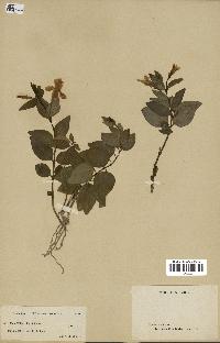 spécimen de Vinca difformis