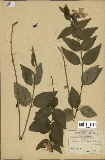 spécimen de Vinca difformis