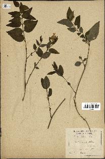 spécimen de Vinca difformis