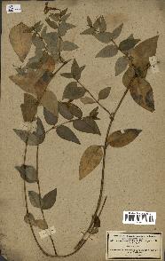 spécimen de Vinca difformis