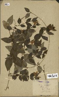 spécimen de Vinca difformis