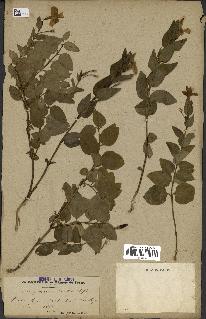 spécimen de Vinca difformis